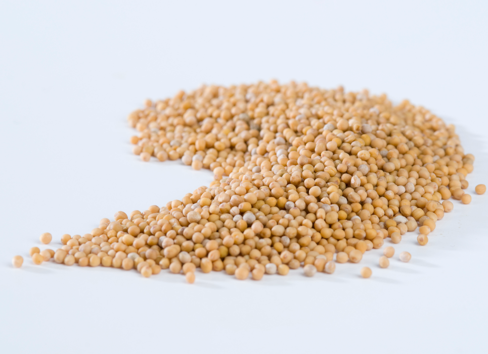 Grains de moutarde entier