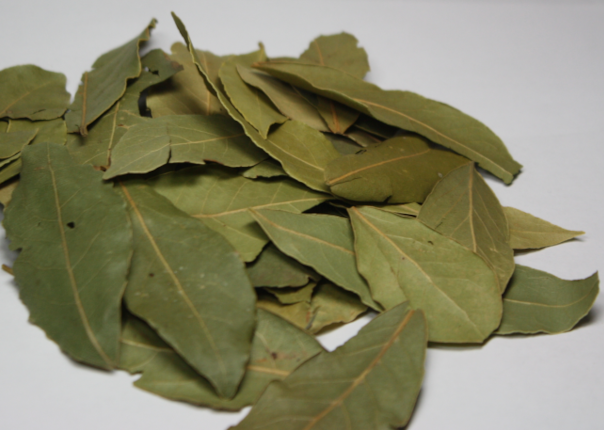 Feuilles de lauriers