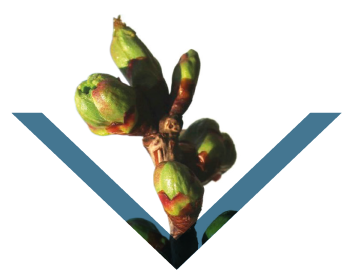 Trockengemüse
